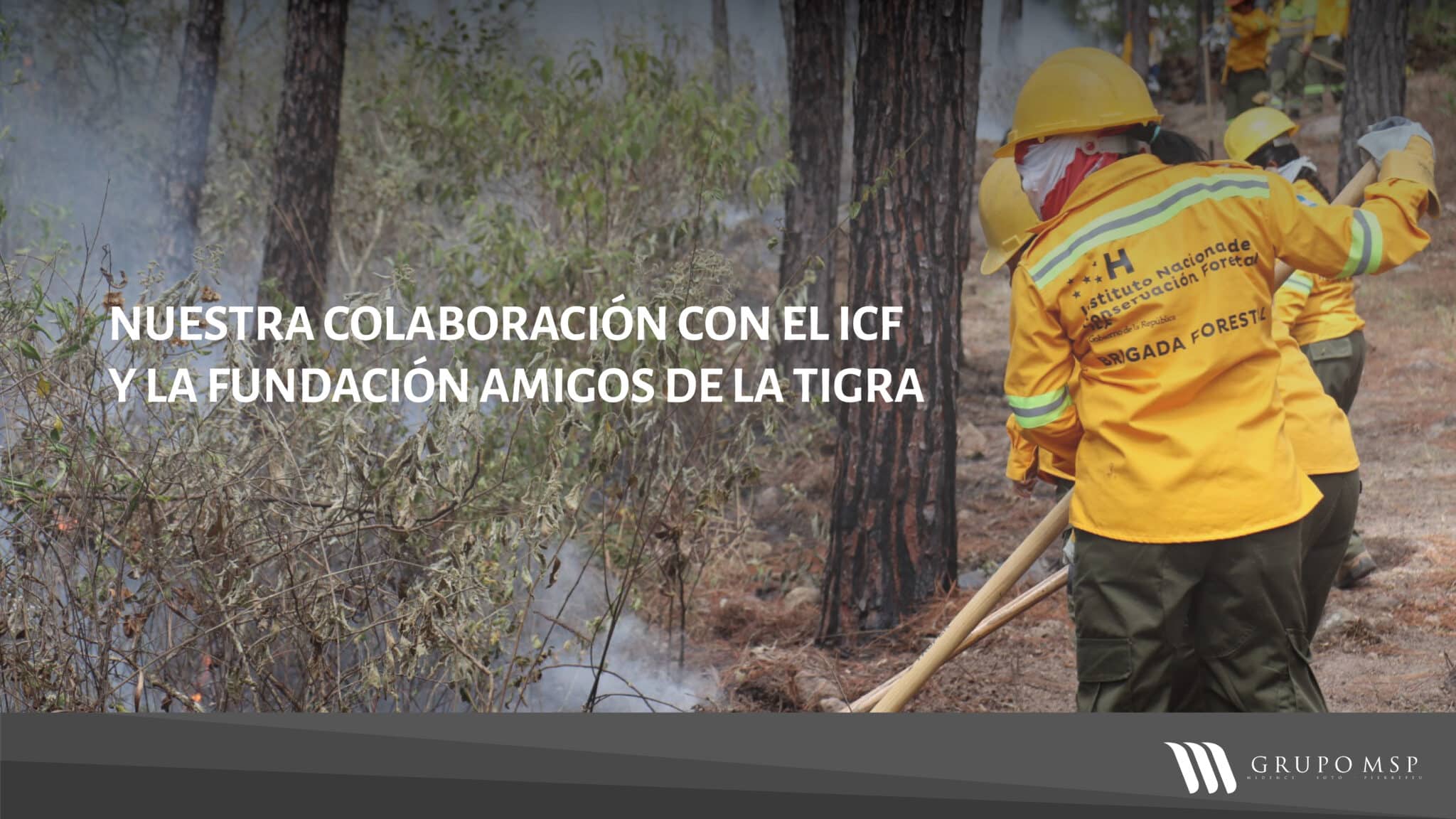 Nos enorgullece colaborar con el ICF y la Fundación Amigos de la Tigra en un proyecto de restauración en la zona de amortiguamiento del Parque Nacional La Tigra.